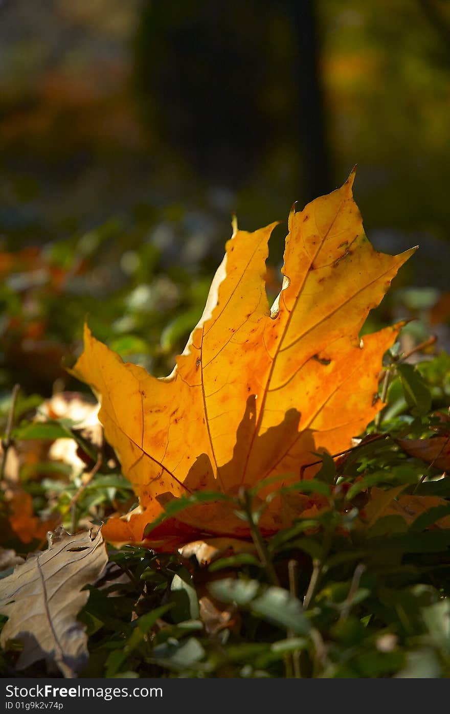 One autumn leaf in park