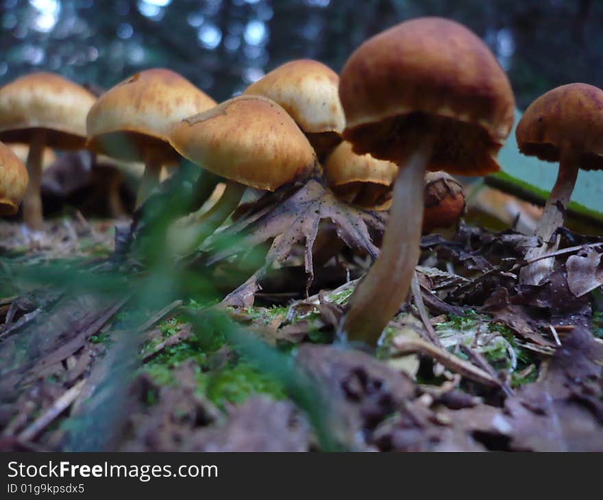 Detail of nice mushrooms in forest