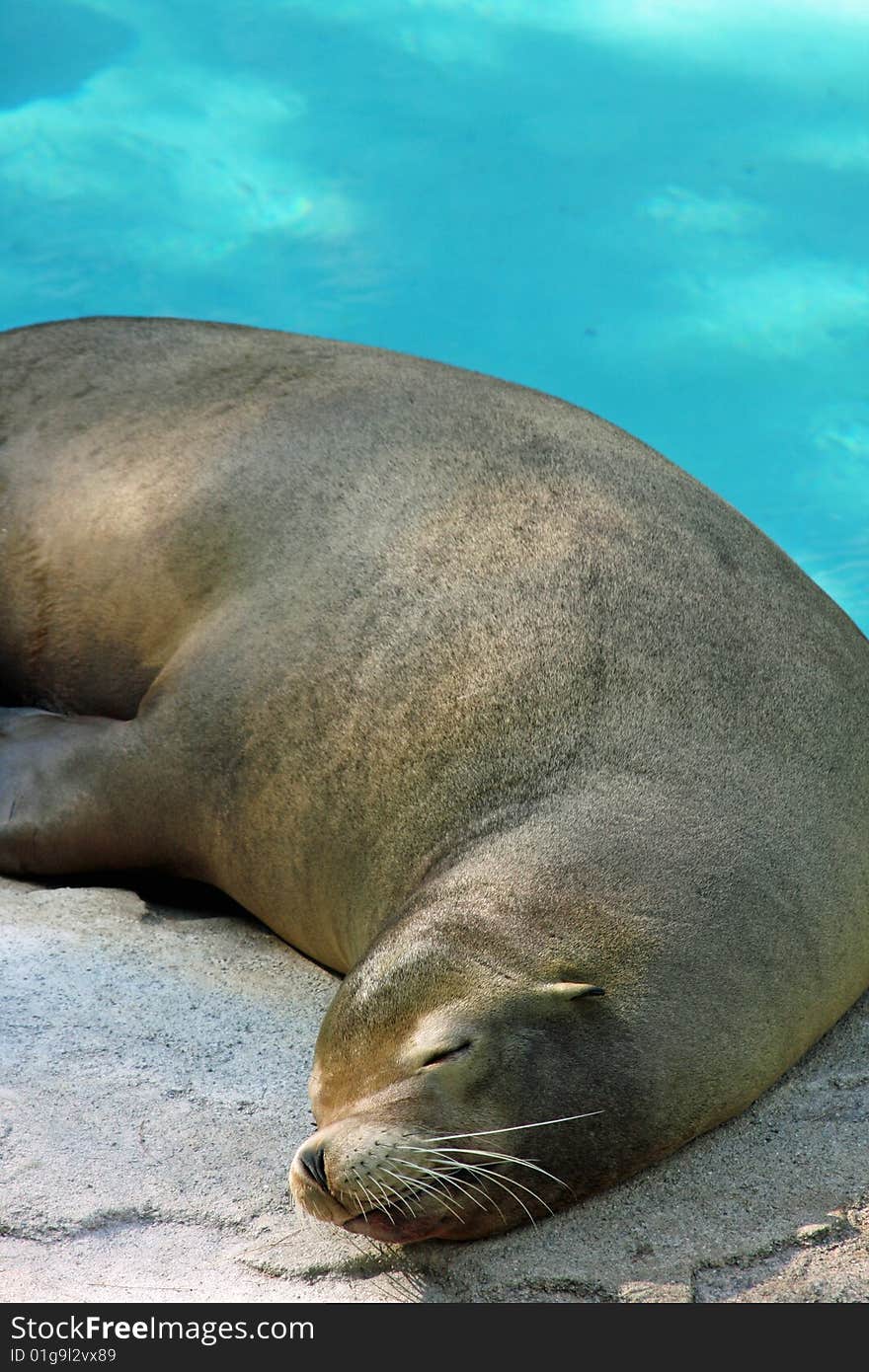 Seal sleeping and laying in the warm sun