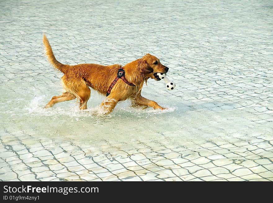 Pet playing in the pond. Pet playing in the pond