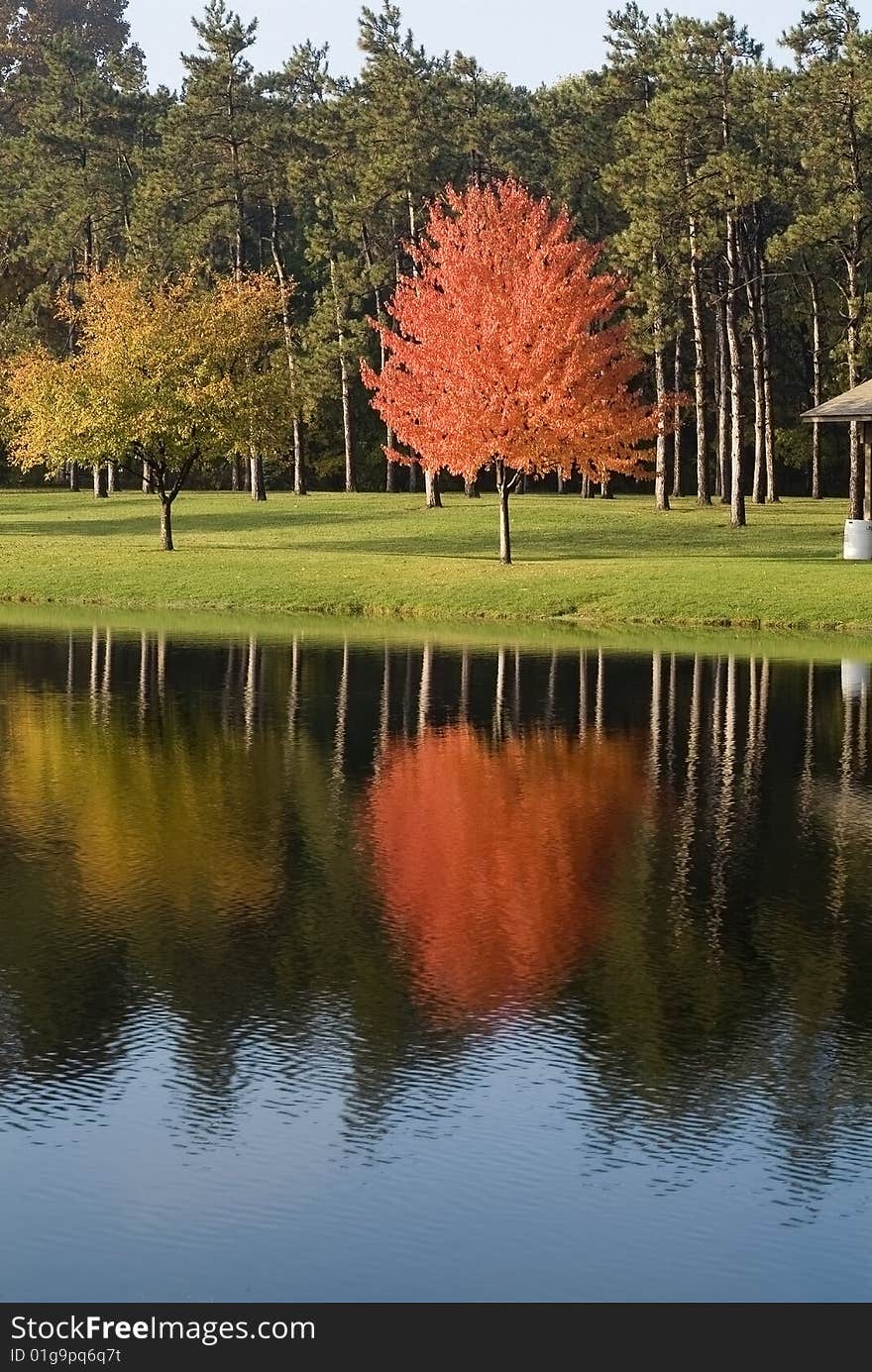 Reflection of a single red maple tree in a pond in autumn. Reflection of a single red maple tree in a pond in autumn