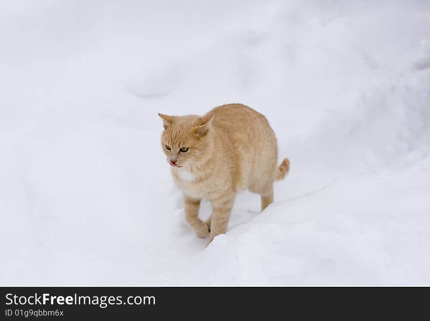 Cat in the winter environment