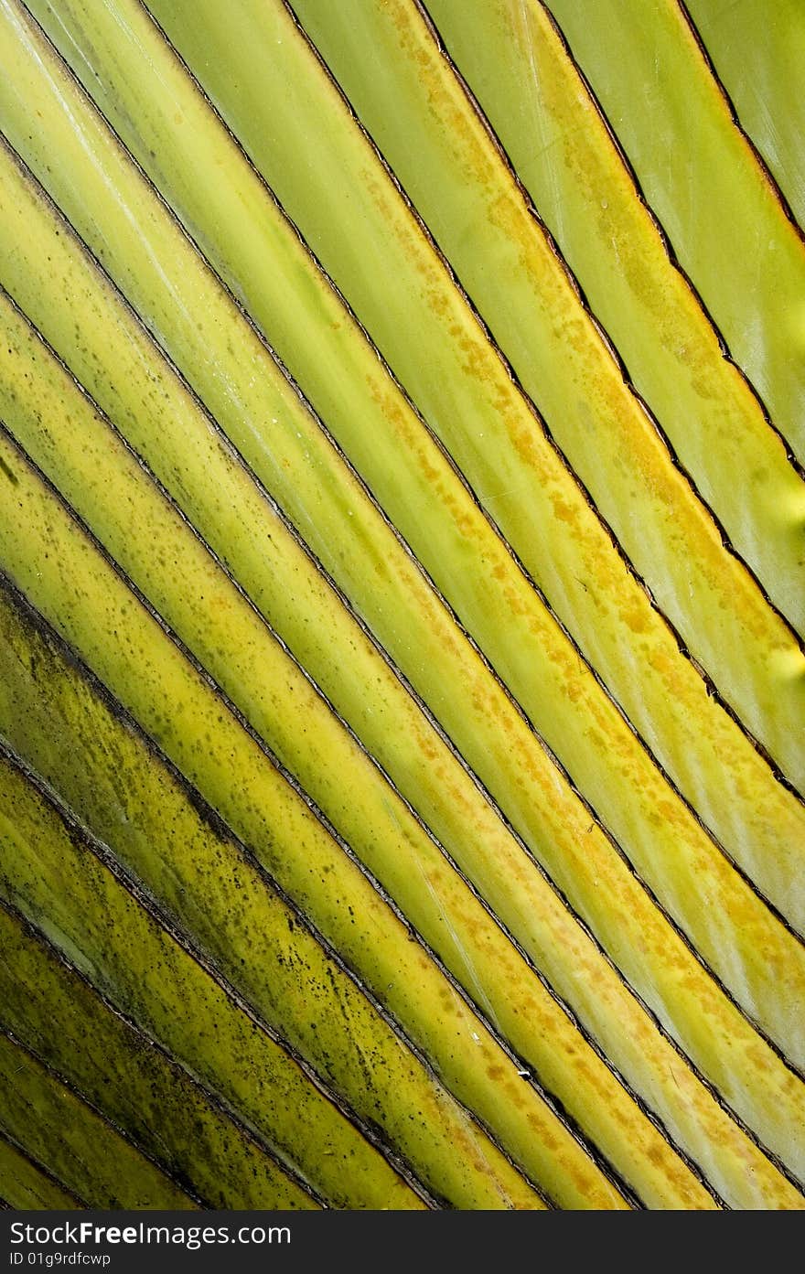 Fresh green palm leaves abstract background