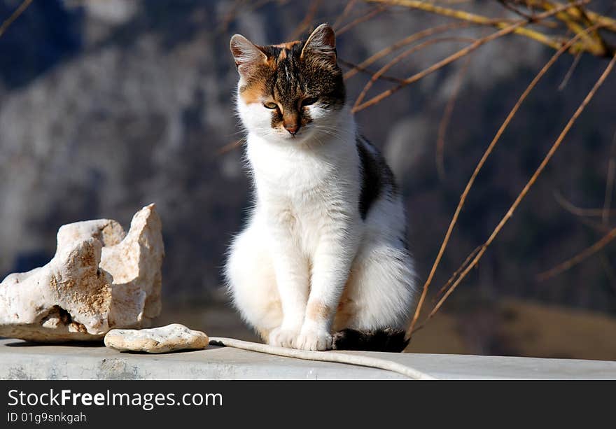 Cat on a fence of a village house. Cat on a fence of a village house.