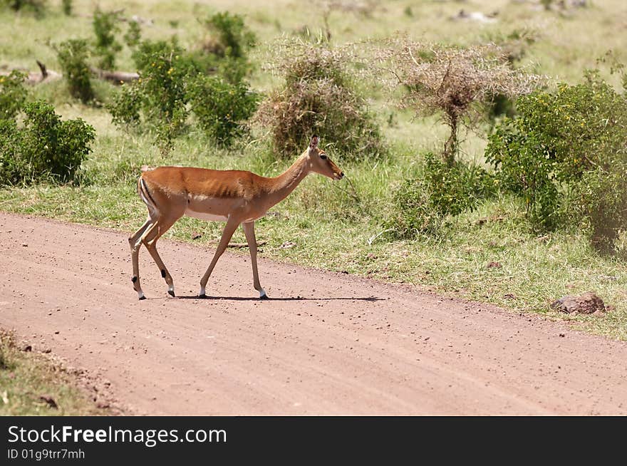 Impala - African antelope