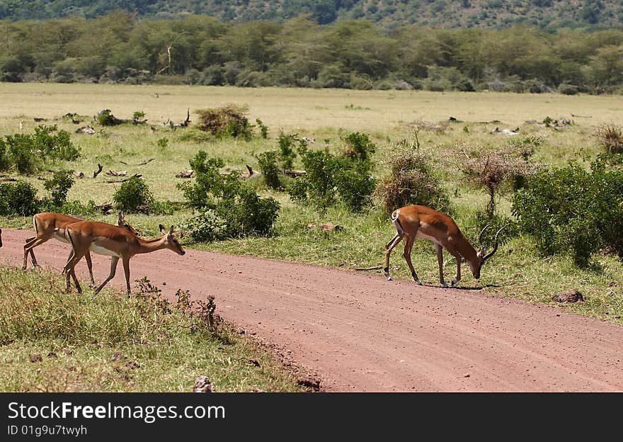 Impala - medium-sized African antelope. Impala - medium-sized African antelope.