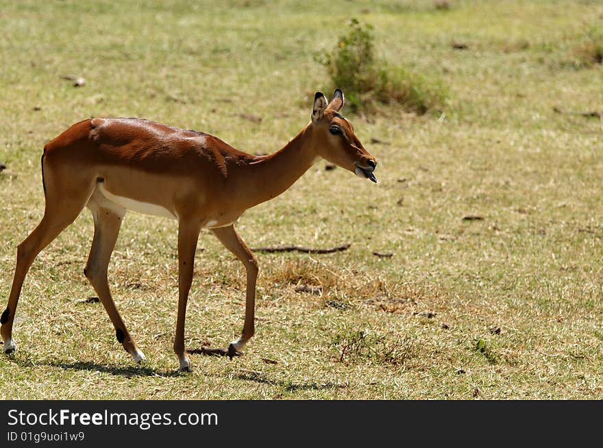 Impala - African antelope