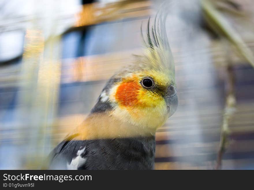 Parrot in the coop with his friends