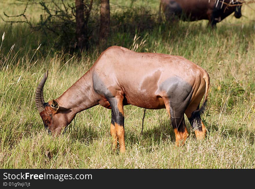 Topi - medium-sized African antelope. Topi - medium-sized African antelope