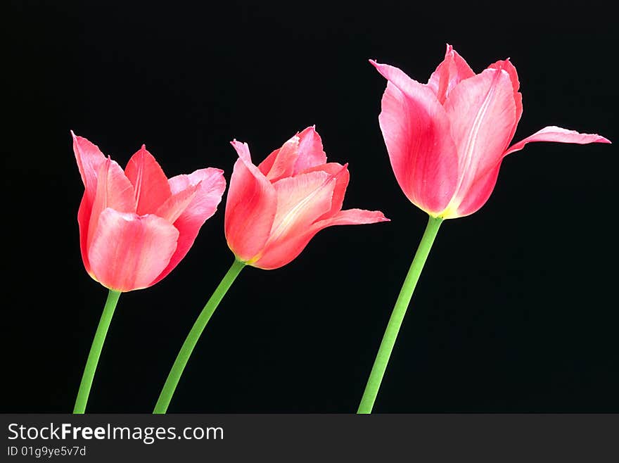 Three pink and white tulips swaying in the breeze against a black background