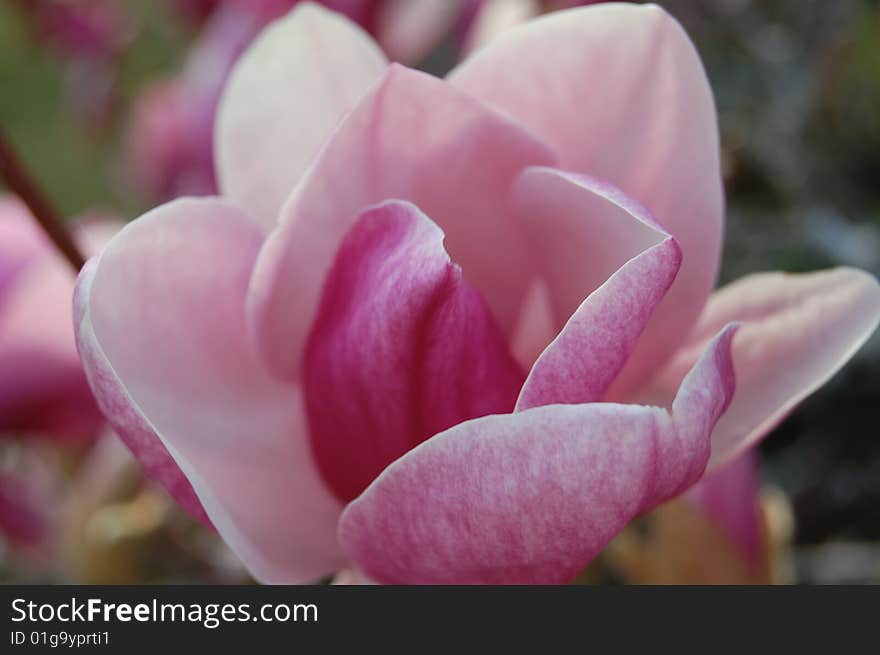 Flower in a botanic garden. Flower in a botanic garden