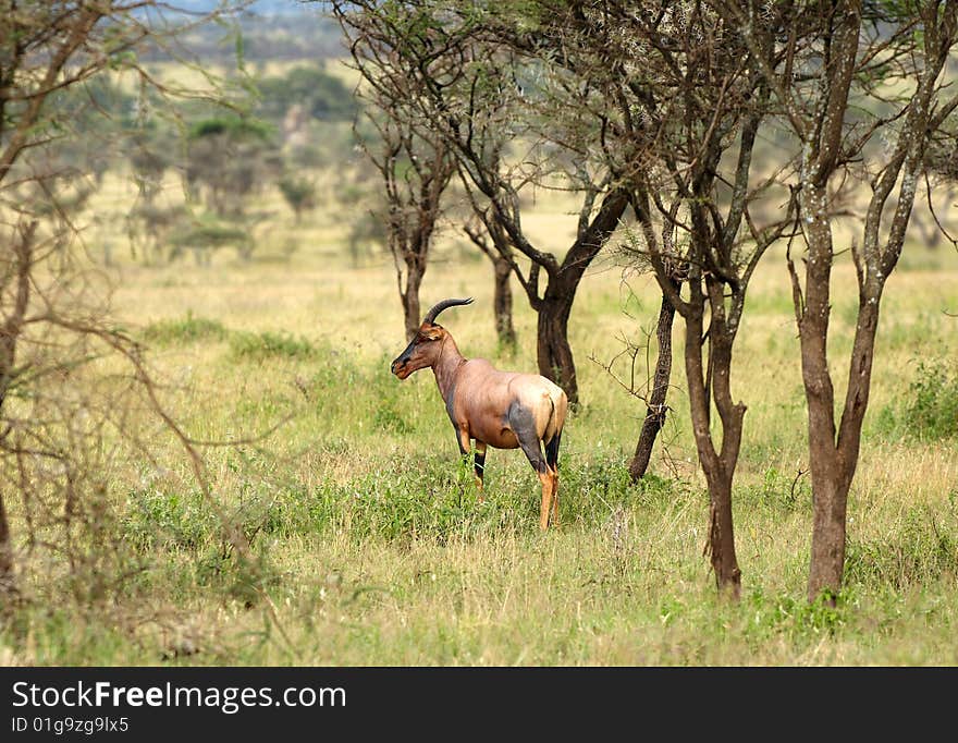 Topi - medium-sized African antelope. Topi - medium-sized African antelope