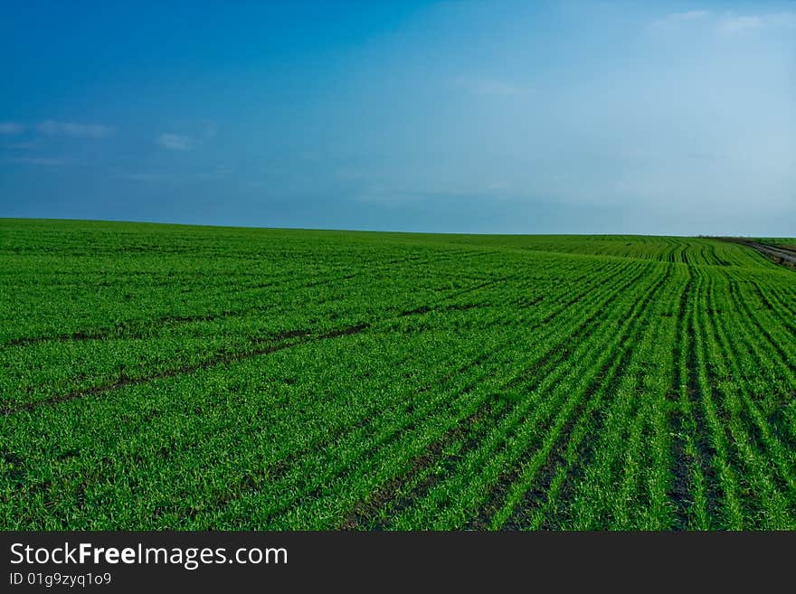 Peaceful landscape - natural green field with soft blue sky