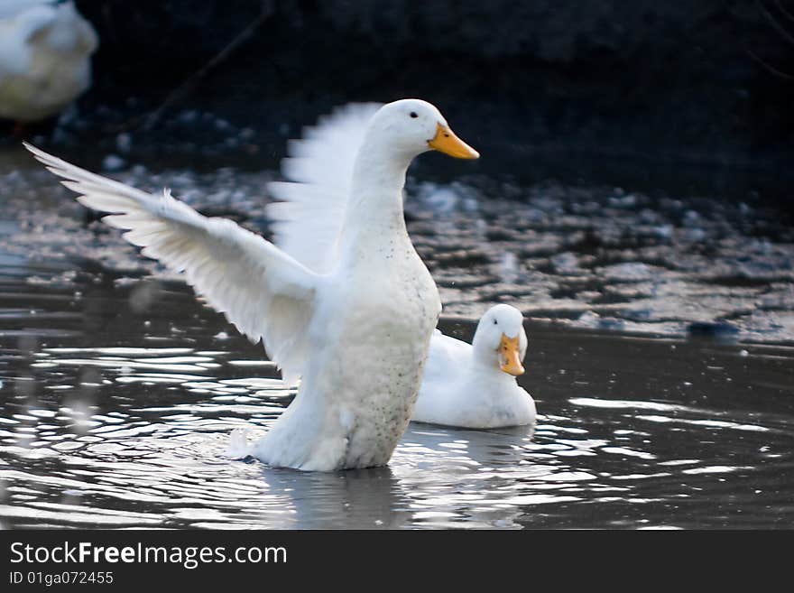 Ducks In A Pool