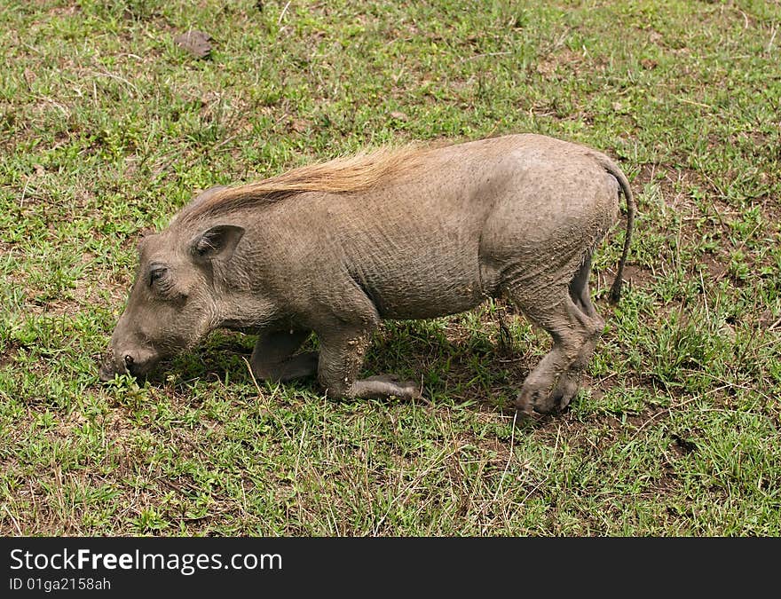 The warthog - wild member of the pig family that lives in Africa. The warthog - wild member of the pig family that lives in Africa.