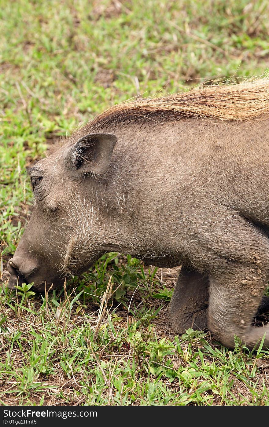 African Warthog