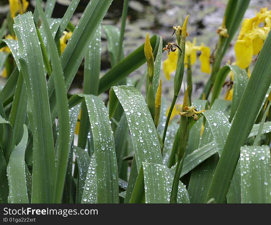 Leaves, flowers and buds of yellow Iris with rain drops