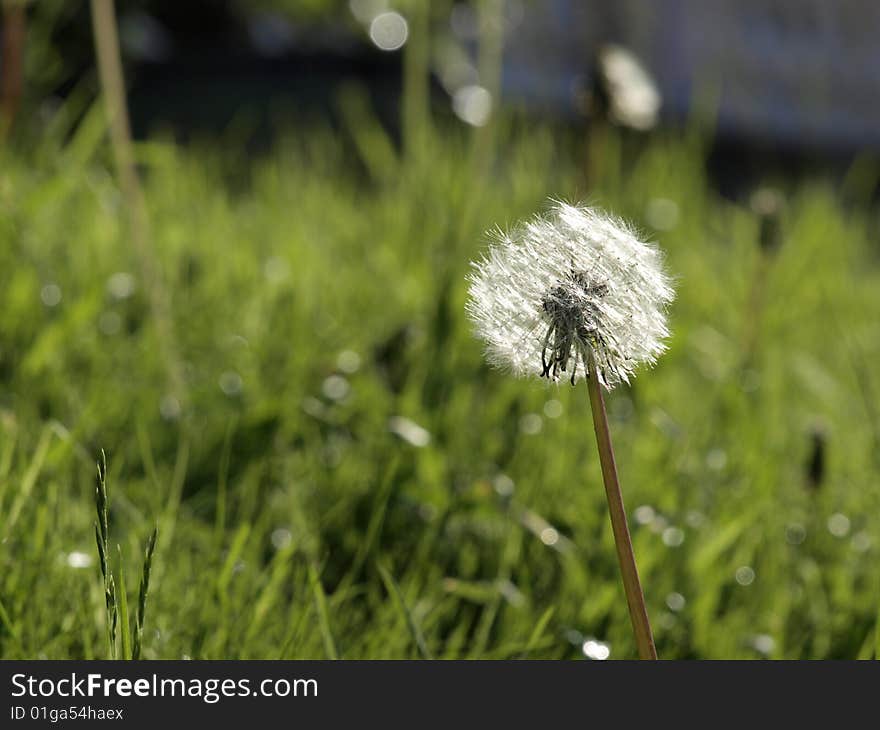 White dandelion on the meadow