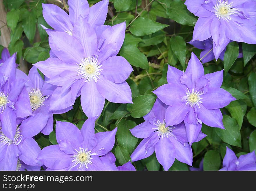 A photo of a purple cematis plant. A photo of a purple cematis plant