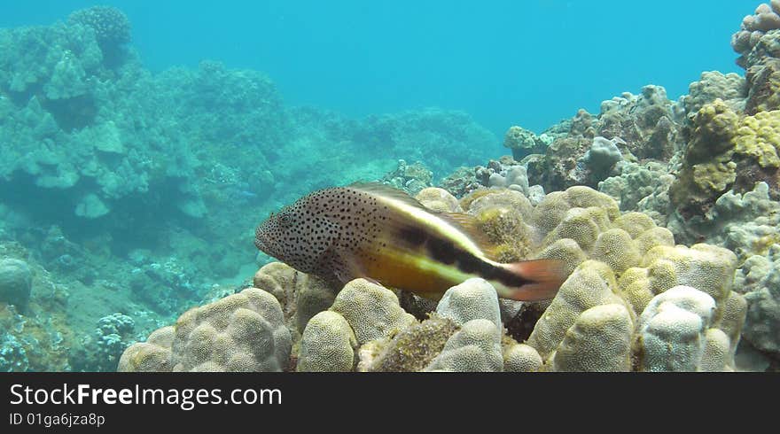 Hawkfish, Snorkeling Honolua Bay, Maui. Hawkfish, Snorkeling Honolua Bay, Maui.