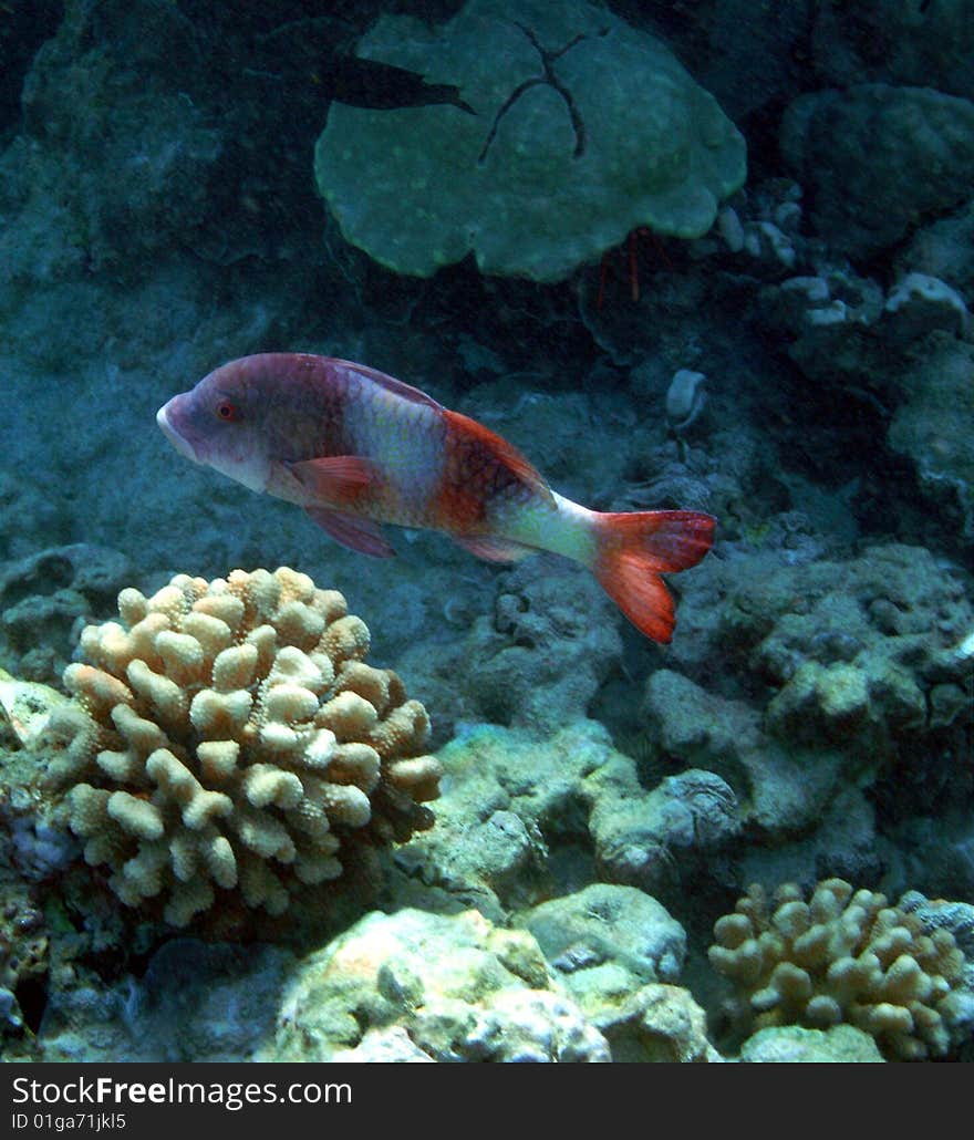 Island Goatfish, Snorkeling Ahihi Kinau, Maui.