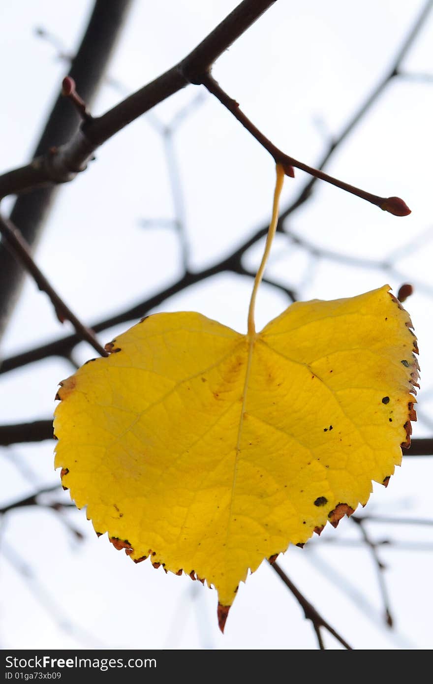 Last autumn leaf on a branch, a sunny day. Last autumn leaf on a branch, a sunny day