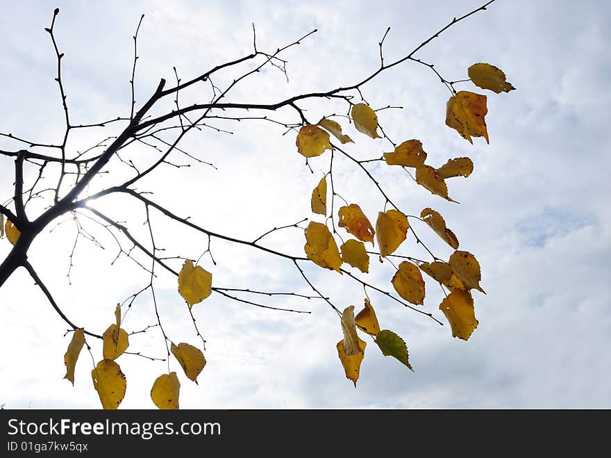 Autumn tree under a wind, leaves wave and fall down. Autumn tree under a wind, leaves wave and fall down.