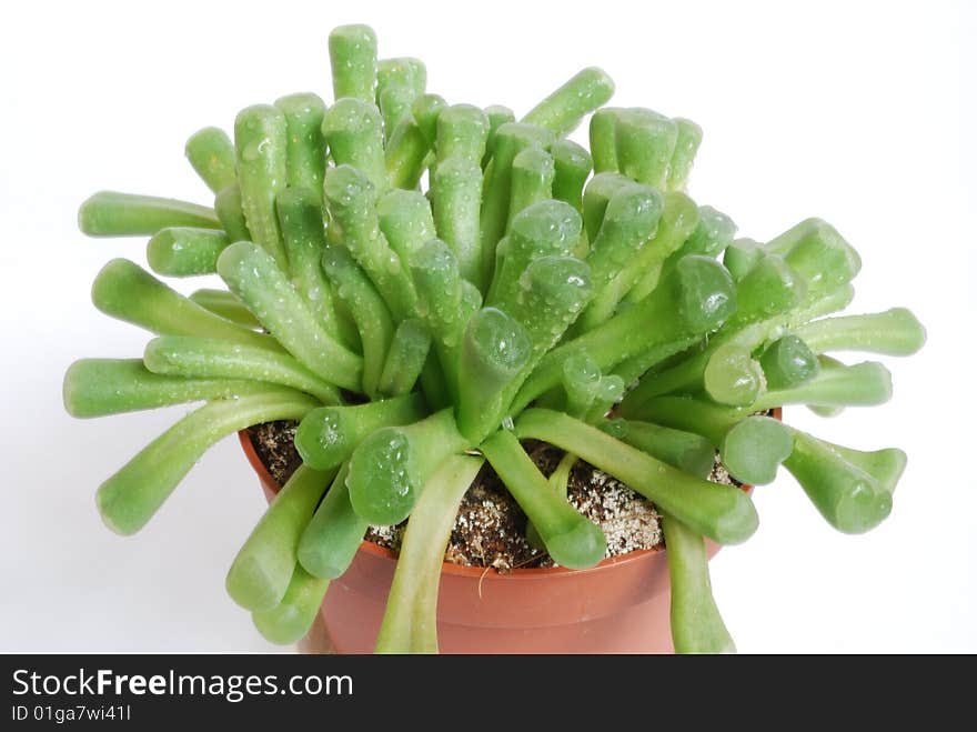 Stone flower growing in a pot on a white background