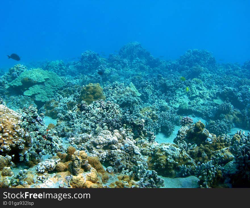 A view of the coral & sponge fields in The Dumps area of Ahihi Kinau Marine Preservation, Maui. A view of the coral & sponge fields in The Dumps area of Ahihi Kinau Marine Preservation, Maui.