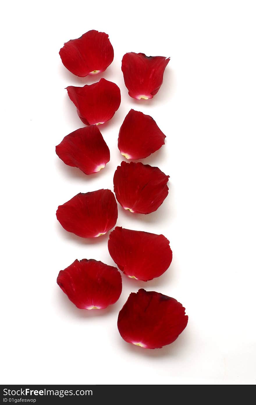 Red rose petals on white. Red rose petals on white