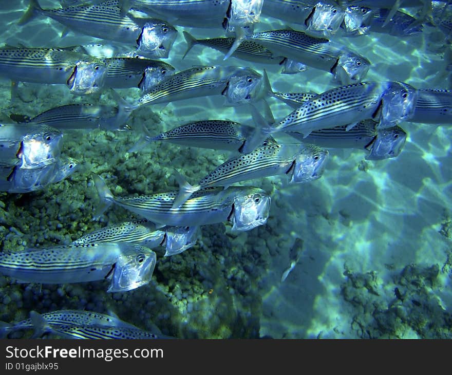 Close up of fish school.