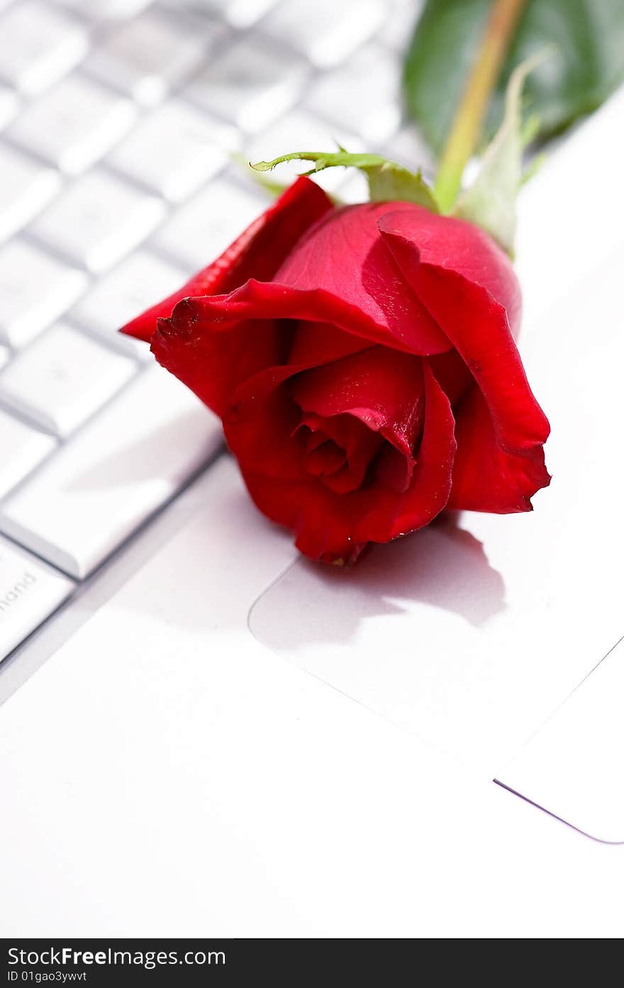 Single red rose on a computer keypad. Single red rose on a computer keypad