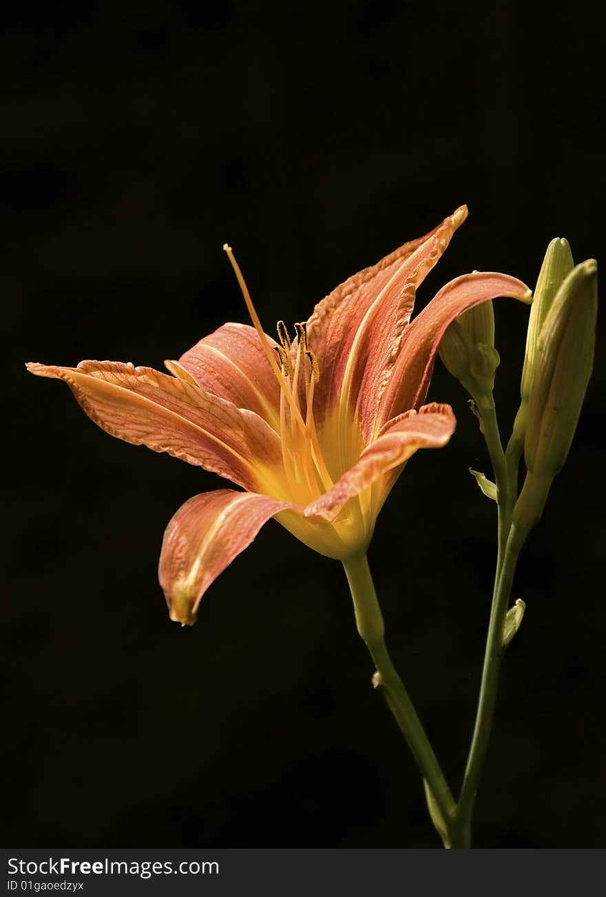 Day lily flower and bud, isolated on black. Day lily flower and bud, isolated on black