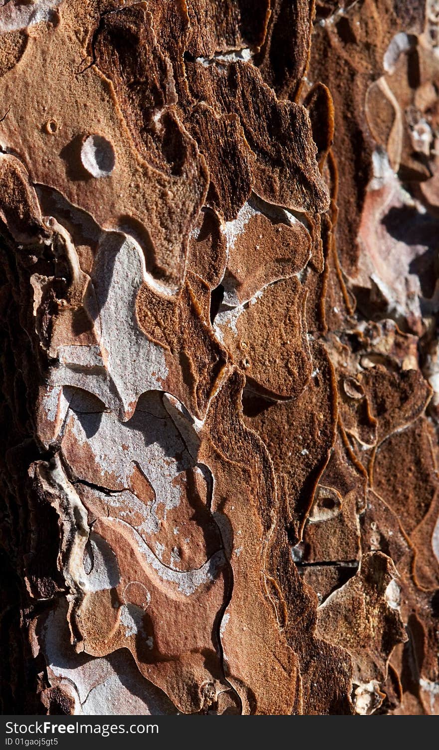 Bark