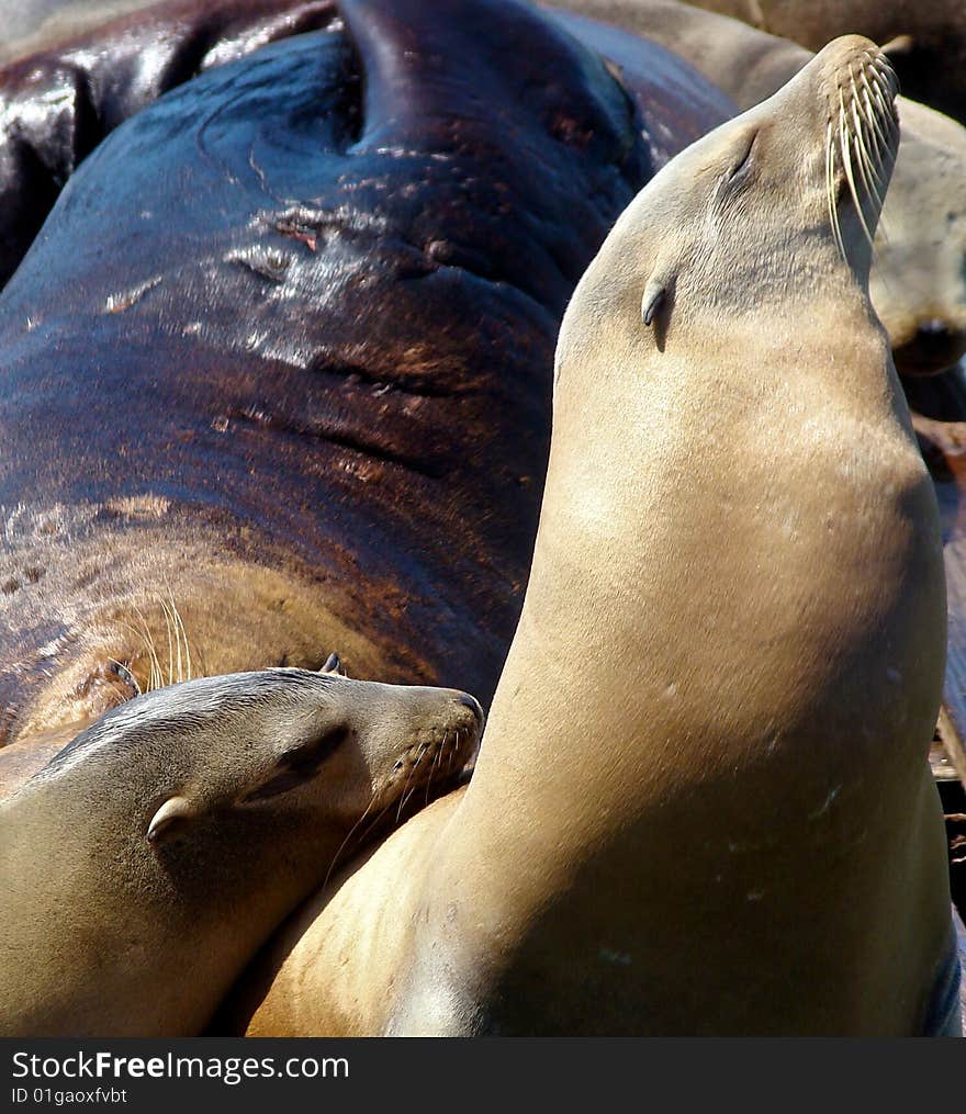 Lovable Sea Lions