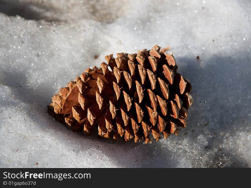 Close up of a pine cone on snow