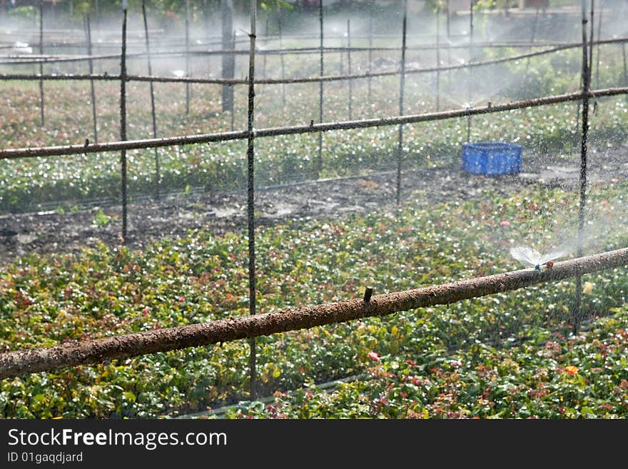 Watering of rose growth, Ratchaburi province, Thailand. Watering of rose growth, Ratchaburi province, Thailand.