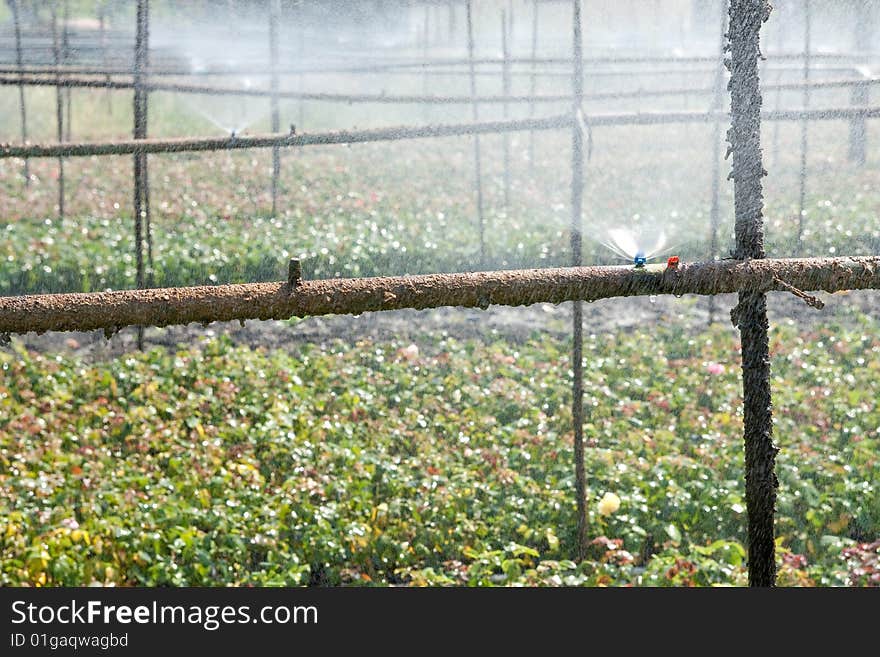 Watering of rose growth, Ratchaburi province, Thailand. Watering of rose growth, Ratchaburi province, Thailand.