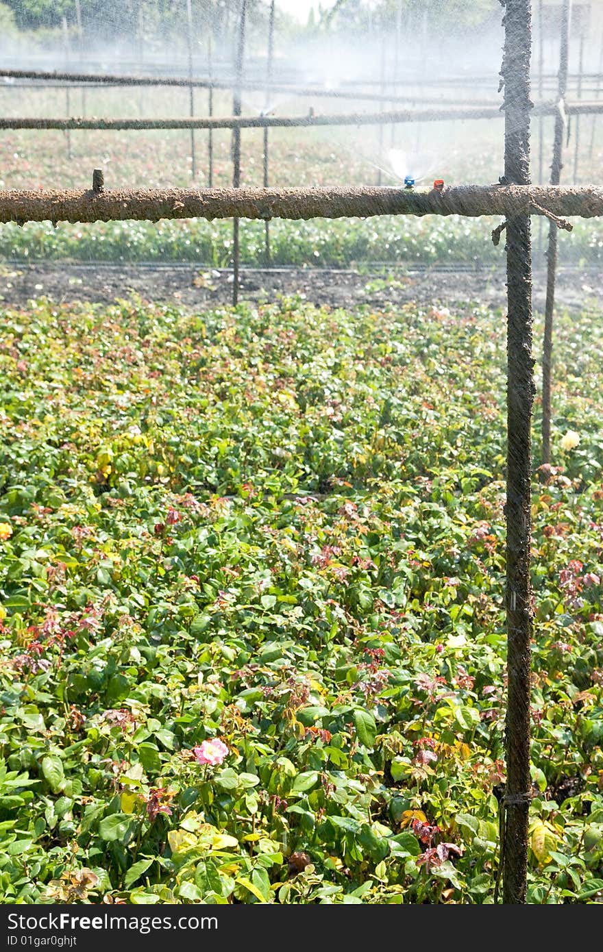 Watering of rose growth, Ratchaburi province, Thailand. Watering of rose growth, Ratchaburi province, Thailand.