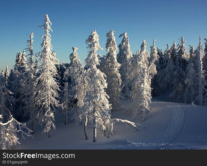 Snow-covered Trees