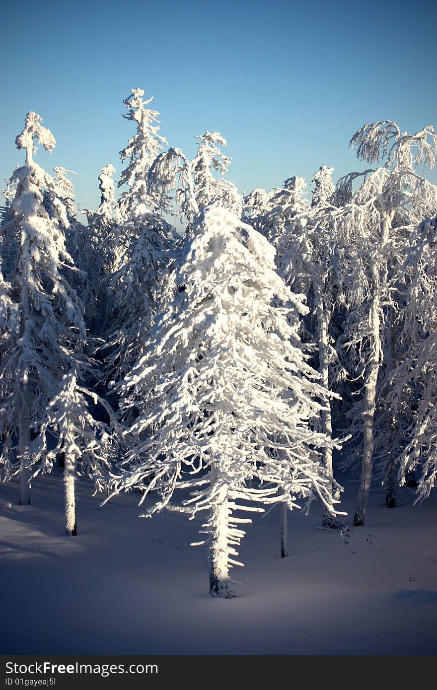 snow-covered trees