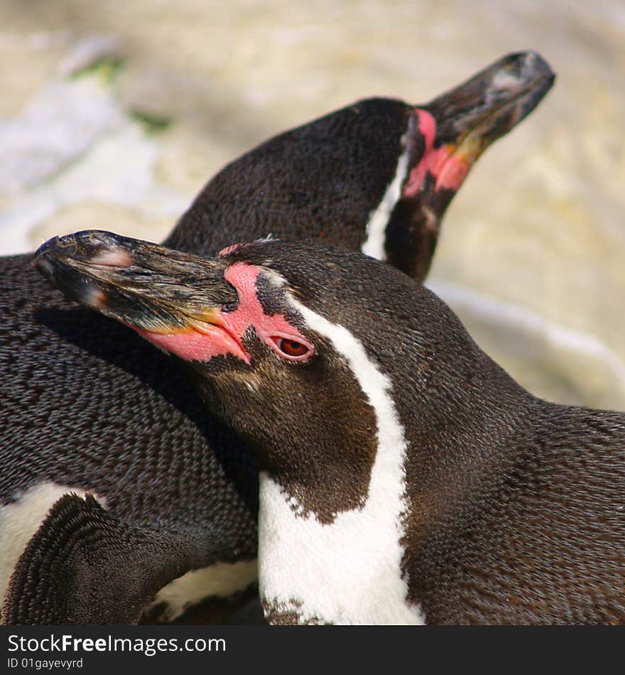 Sunning Penguins