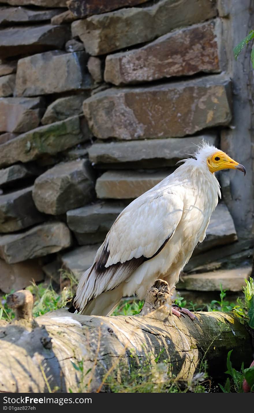 Egyptian vulture