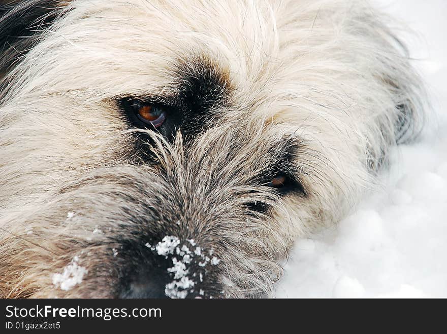 A picture with an sheep dog head on the snow in Mic Mountain from Romania