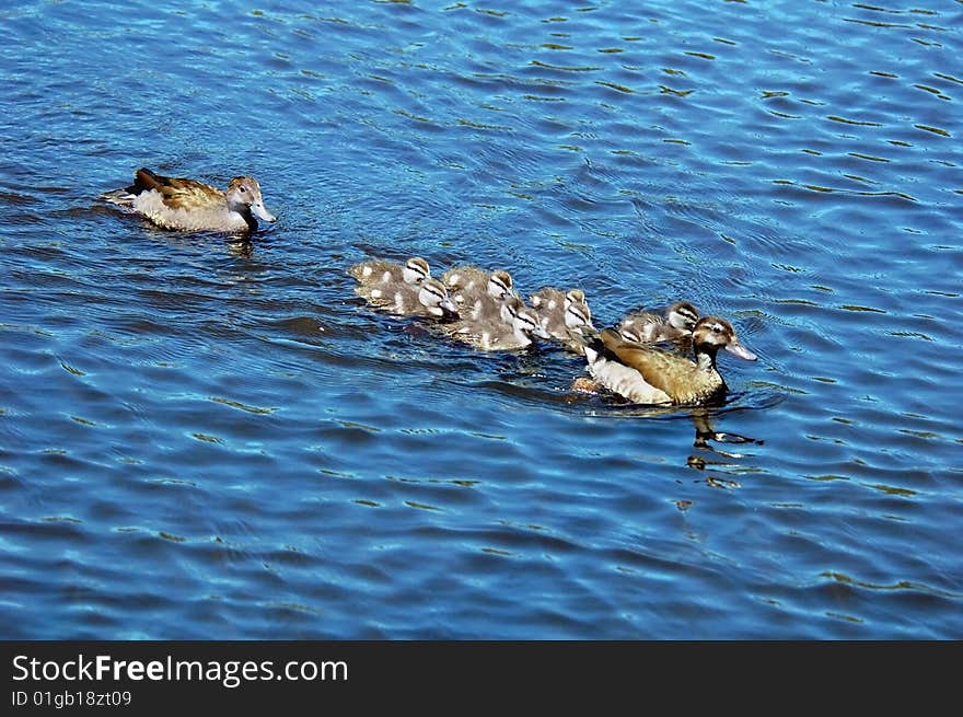 Ducklings