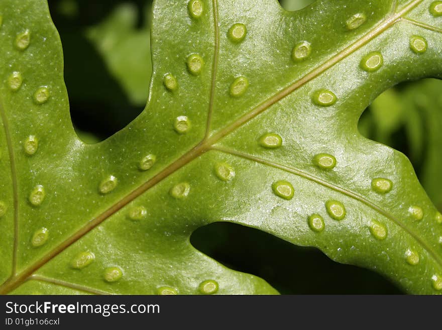 Closeup of a leaf with seed pods. Closeup of a leaf with seed pods