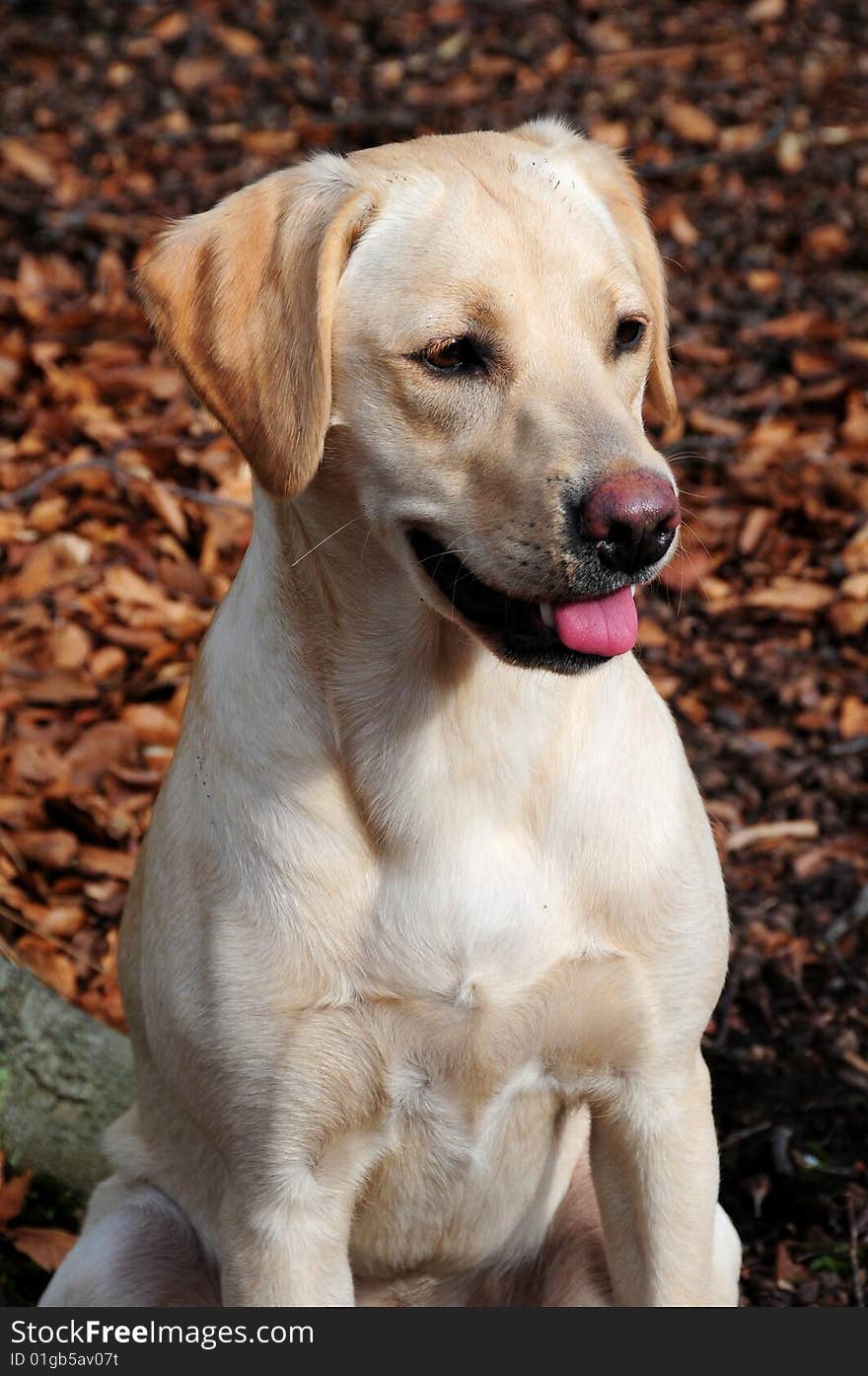 Shot of a cute labrador looking off camera. Shot of a cute labrador looking off camera