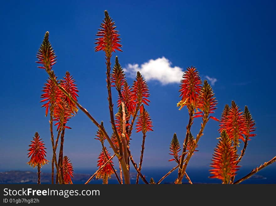 Flowers against a blue sky