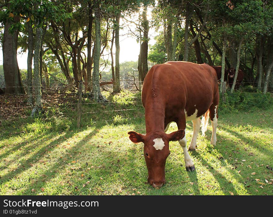 Cow backlit, sunlight streaming thru trees. Cow backlit, sunlight streaming thru trees