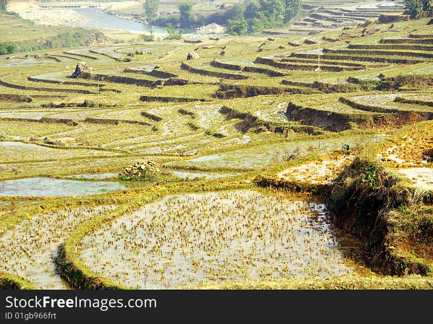 Rice terraces in the mountains near Sapa in Vietnam. Rice terraces in the mountains near Sapa in Vietnam